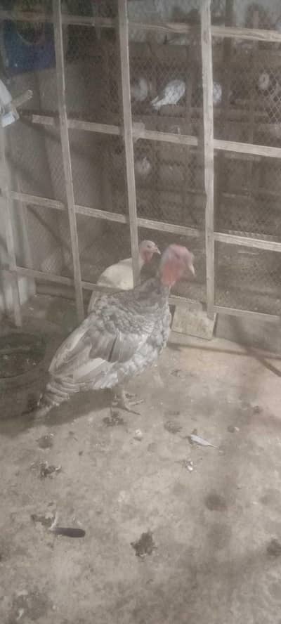 Turkey breeder pair and chicks