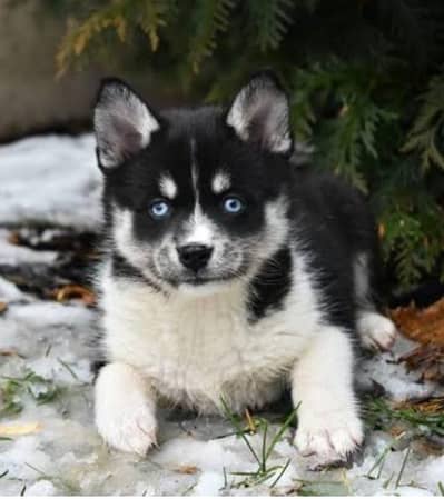 Siberian husky puppies for sale my WhatsApp number 03 45 70 84 434