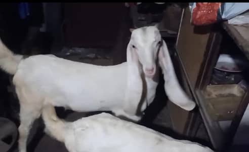 TOP GULABI RAJUN PORI BACHY (NAR MADI)