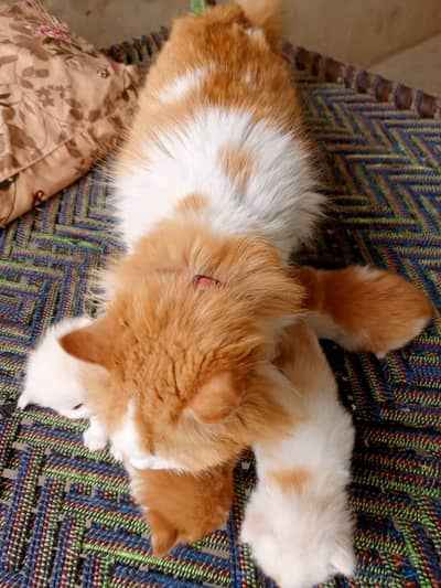 Persian Female Doll face (Double coat )with 4 kittens