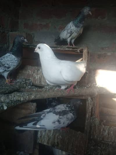 kabootar urgent sale 0 3 2 0 0 4 0 3 1 3 2