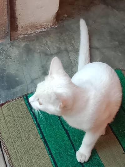 persion cat for sale