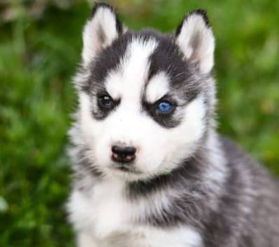Siberian husky puppies for sale my WhatsApp number 03 45 70 84 434