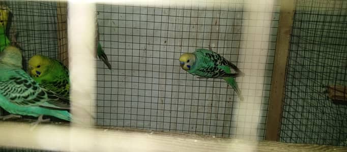 Australain breeder pair 03099076910