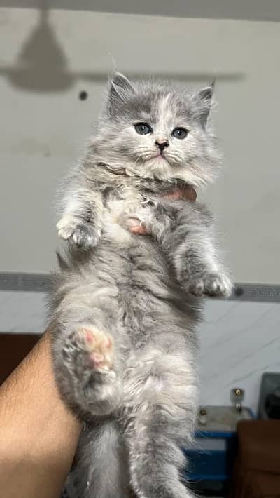 Cute Triple Coat Persian Kitten (female)