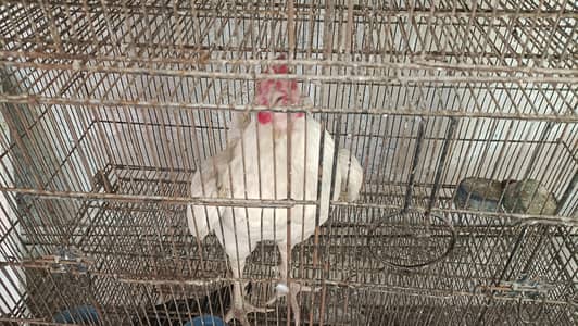 1 Heera Aseel pair and 1 rooster