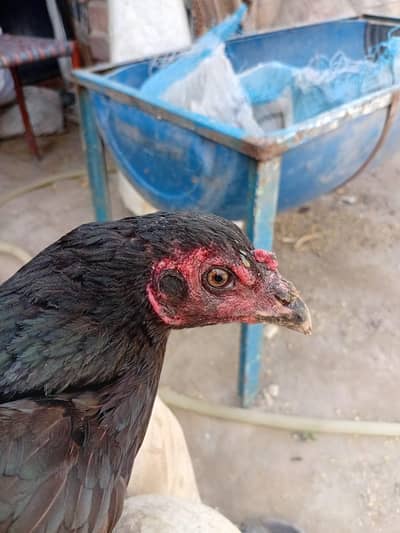 Murgi