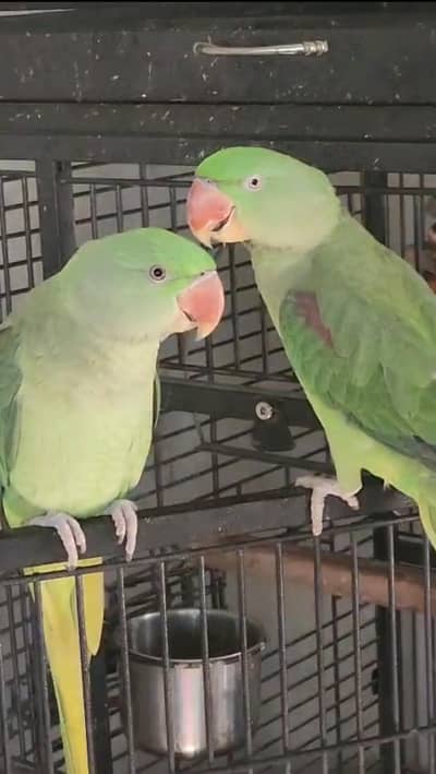 raw parrots