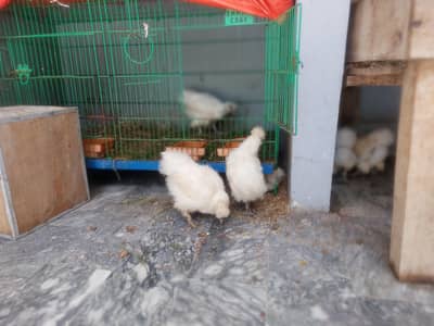 white silkie qualitu chicks