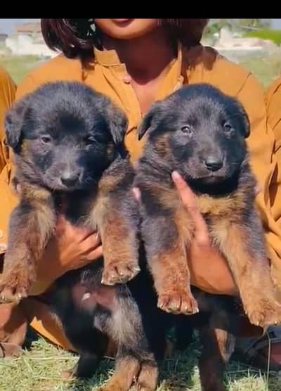 German Shepherd long coat male female for sale