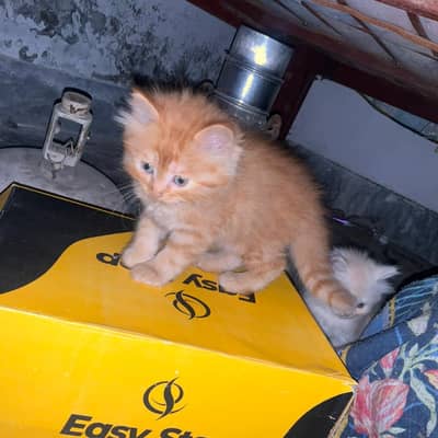 persian cat babies for sale