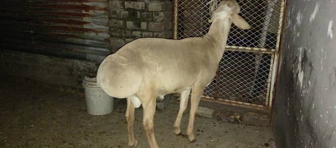 Turkey Dumba (asli aur nasli)