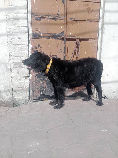 Coker spaniel female cross retiver