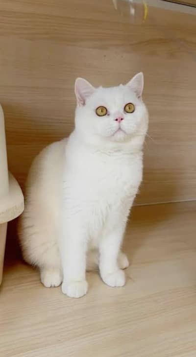 white British short hair male