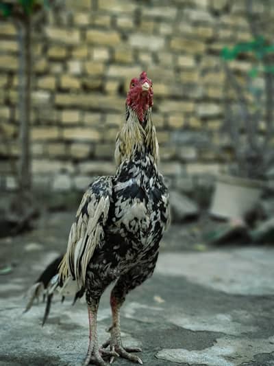 pure aseel Mia wali bird fr sale location sherwan abbottabad