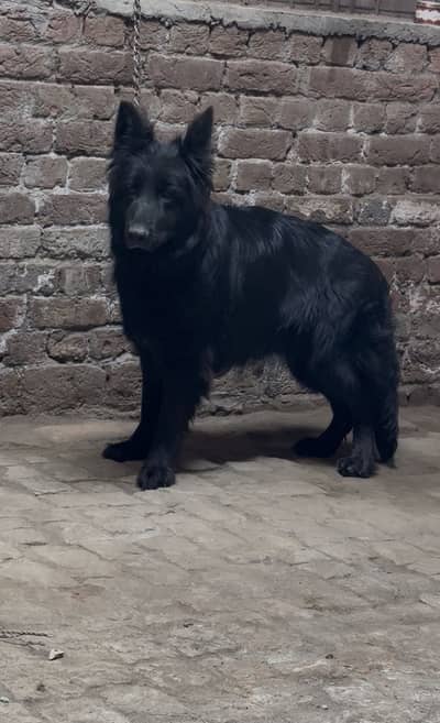 Black German Shepherd – Strong Build & Champion Bloodline