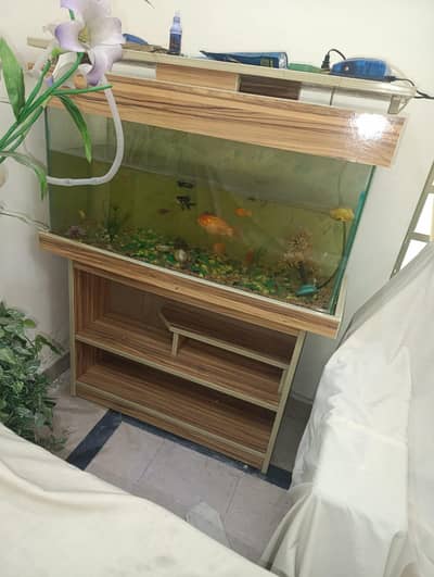 fish aquarium with 14 fishes