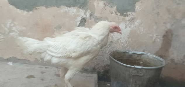 White Aseel pair for sale (03157209405)