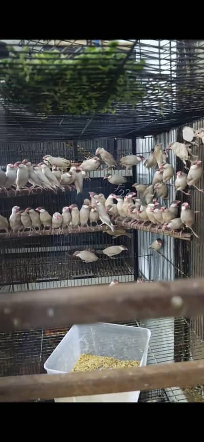 Fawn jawa healthy and active