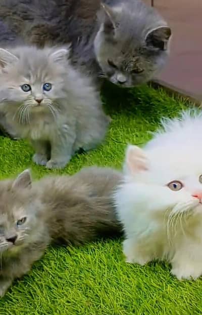 Persian cat triple cod for sale,my WhatsApp 03265565734