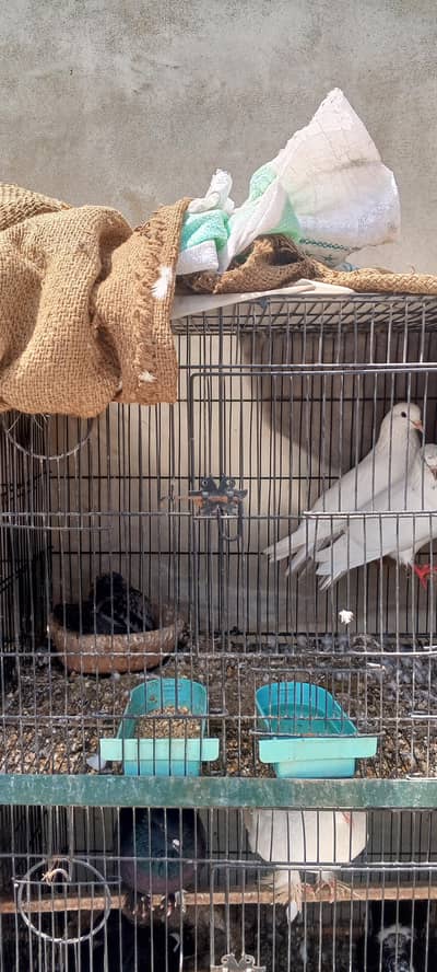 “White Fancy Qabli Kabootar Pair with Baby | Best Quality”