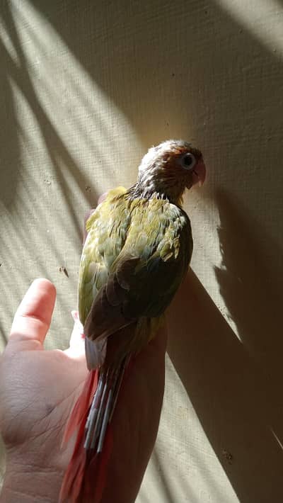 pineapple conure chicks