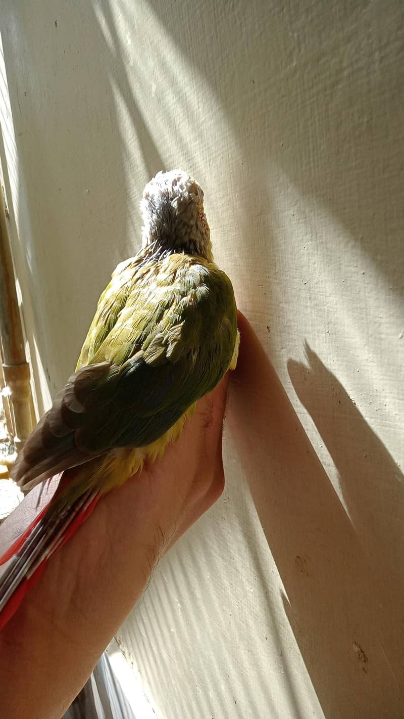 pineapple conure chicks 1