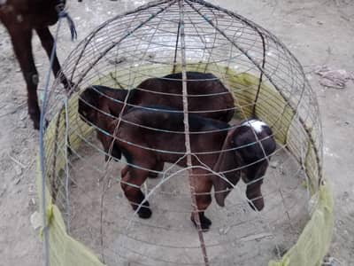 goat with two baby male kids