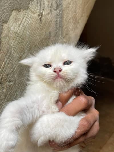 Persian 4 kittens male or female bath all triple cout