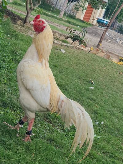 Beautiful breeder male