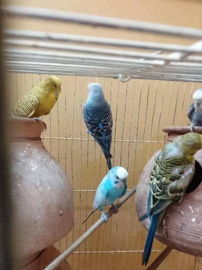 different breed Australian parrot