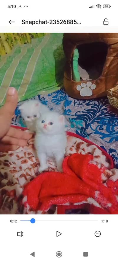 urgent sale for triple cotted persion kitten