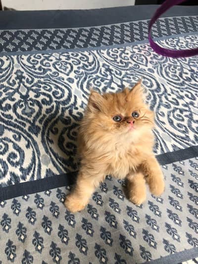 Extreme Punch Face Kittens available for sale