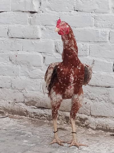 Male available location multan cargo a available  location multan