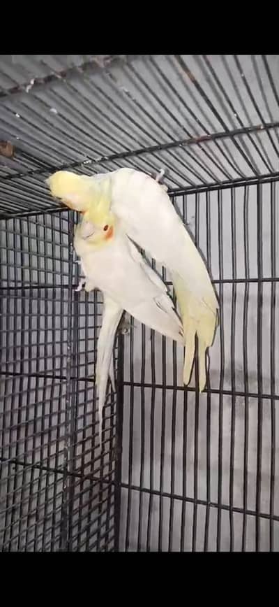 03146000146 whatsapp no