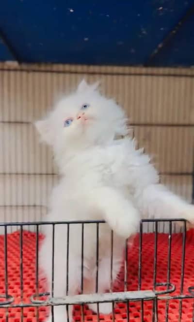 Persian cat triple cod for sale,my WhatsApp 03464644037