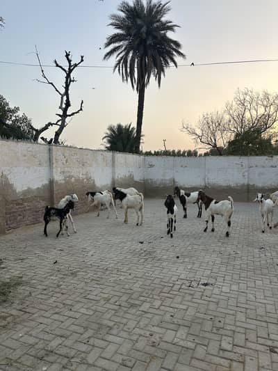Goats for sale