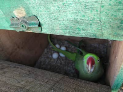 100 percent Breading Raw Perrot  Pair