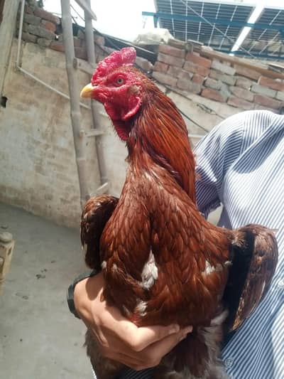 Aseel murga available for sale