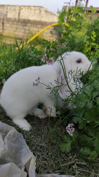 Holland Loop High quality premium Blue eyes