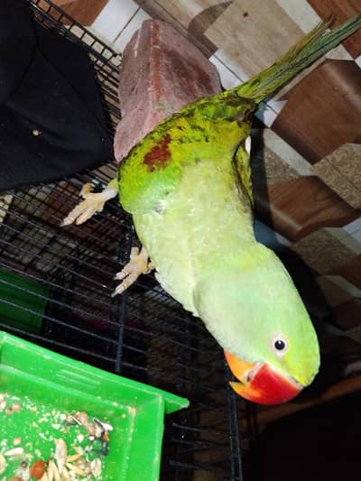 best parrot big size