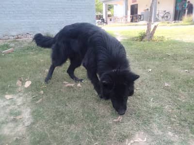 Jet Black German Shepherd – Pink Pedigree (PGSDC)