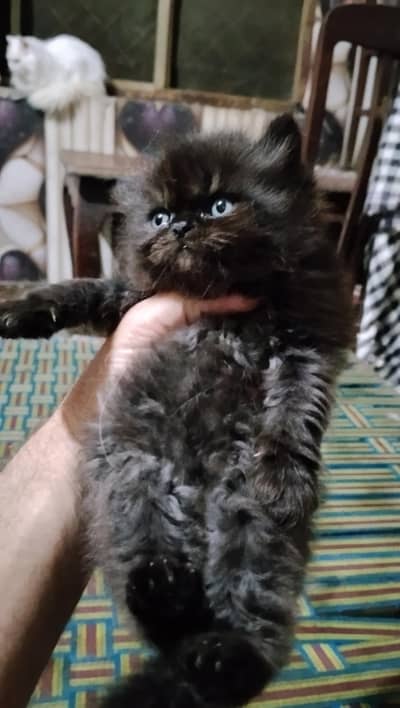 pure Persian kittens