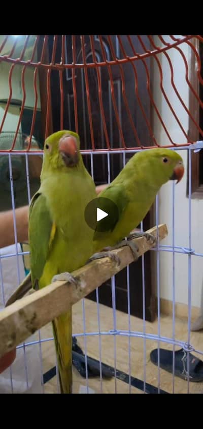 Green parot pair with cage