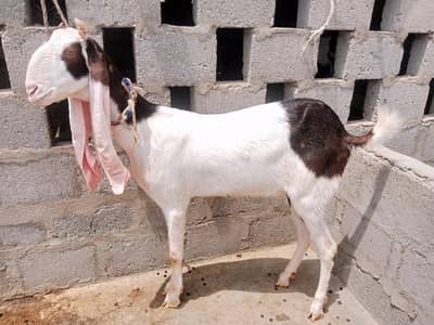 Goats for sale female