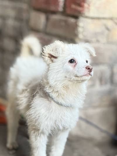 Russian puppy for sale