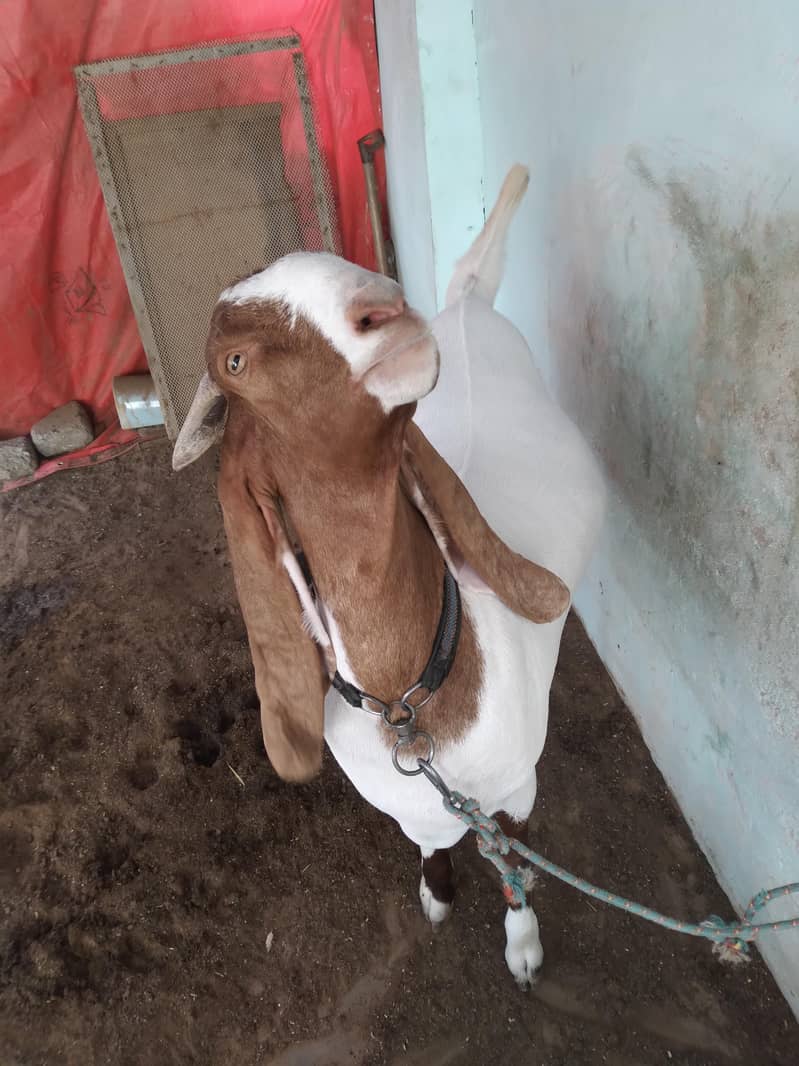 2 Dant khassi bakra 0