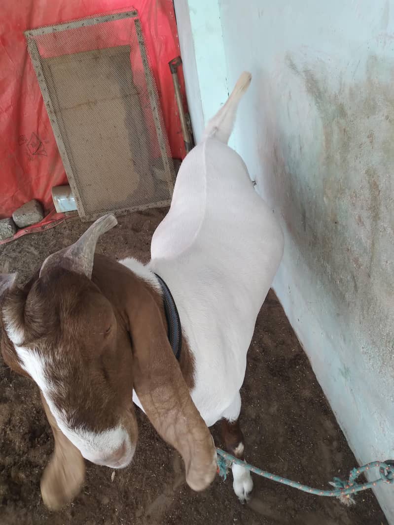 2 Dant khassi bakra 1