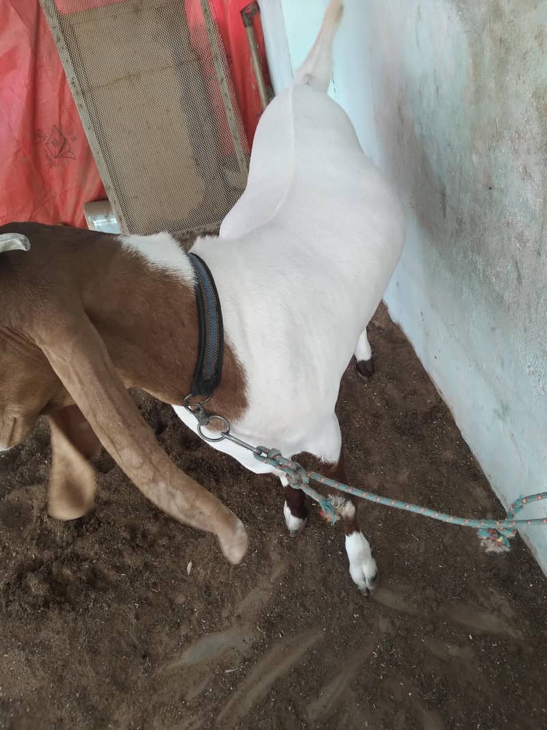 2 Dant khassi bakra 2