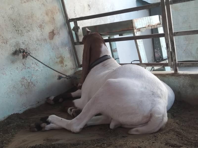 2 Dant khassi bakra 3